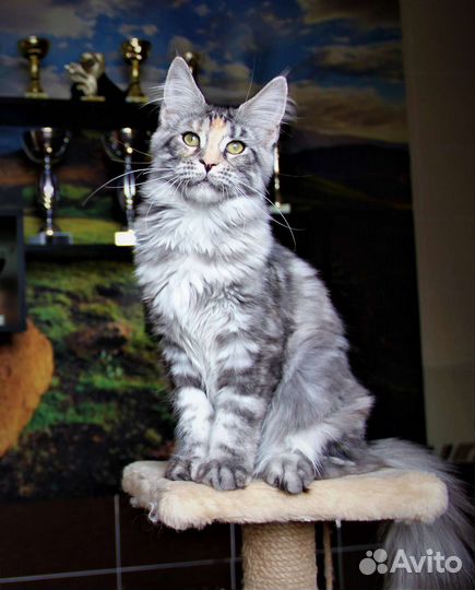 Котята Мейн-кун