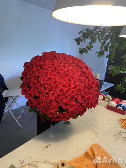 51 роза. 75 роз. 101 роза. Красная роза