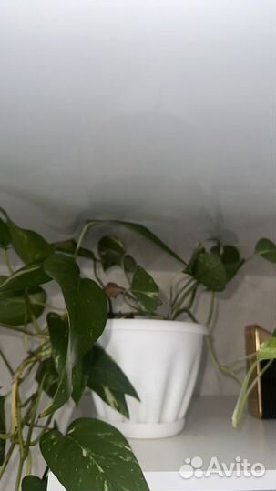 Сциндапсус