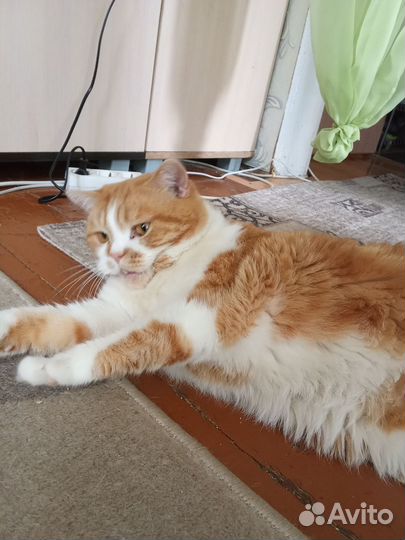 Услуги кота