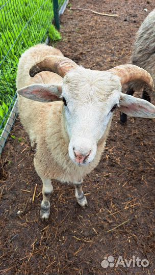 Баранчики и овечки живым весом