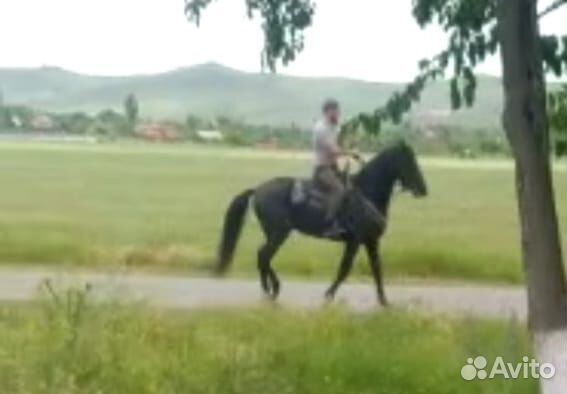 Продается жеребец