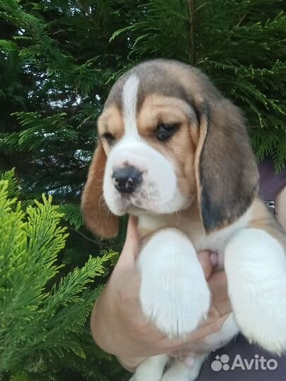 Щенки бигль