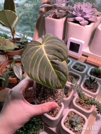 Филодендроны