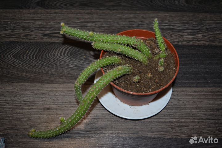 Апорокактус и Эхинопсис кактусы