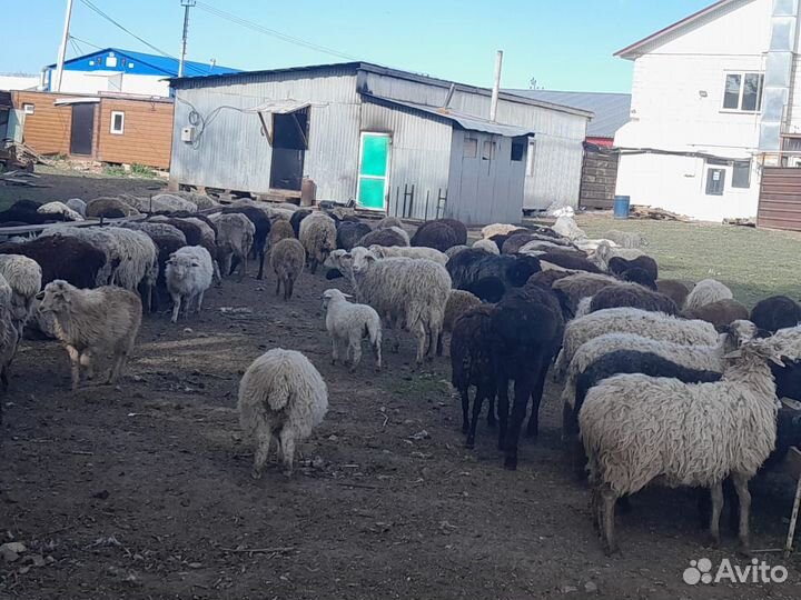 Бараны на курбан байрам живым весом