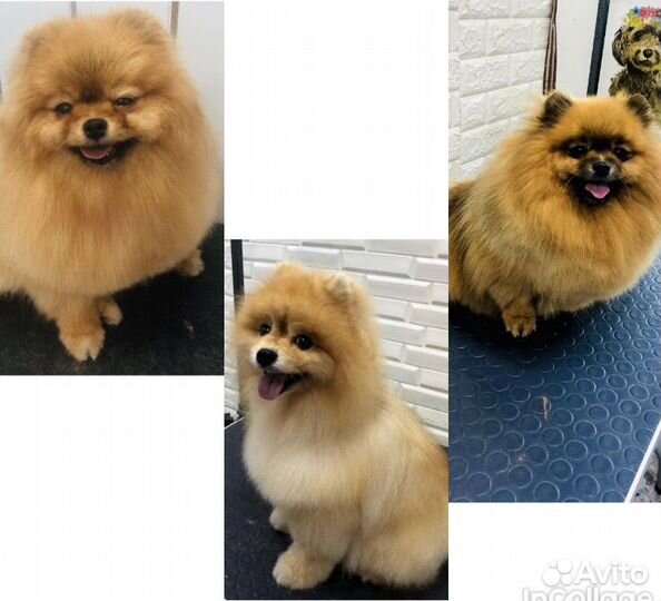 Груминг собак и кошек