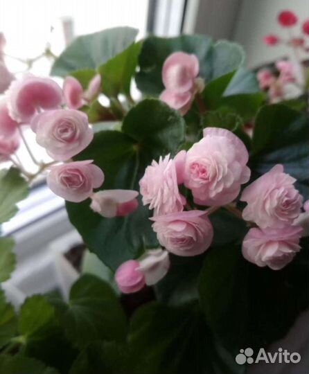 Бегония вечноцветущая