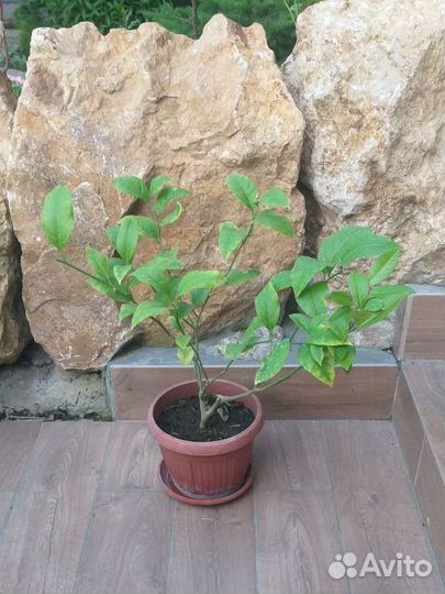 Саженцы лимона мейера