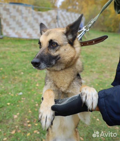 Старая собака всю жизнь за решеткой в приюте