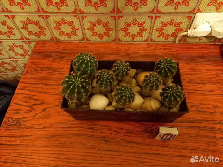 Кактусы и суккуленты