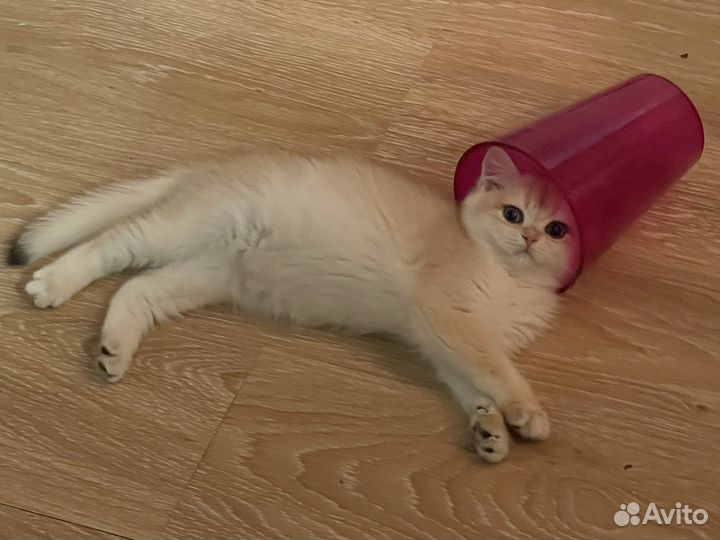 Британские котики золотая шиншилла