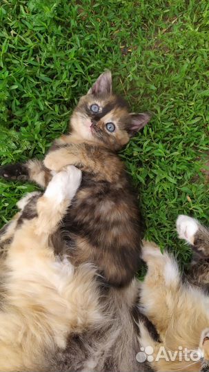 Отдам котят (кошечки)