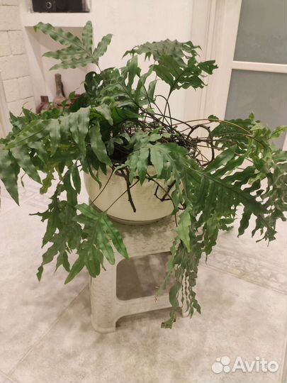 Микросорум разнолистный (папоротник)