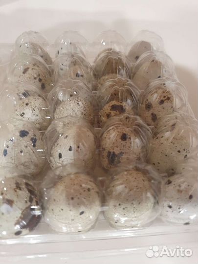 Яйца перепелиные