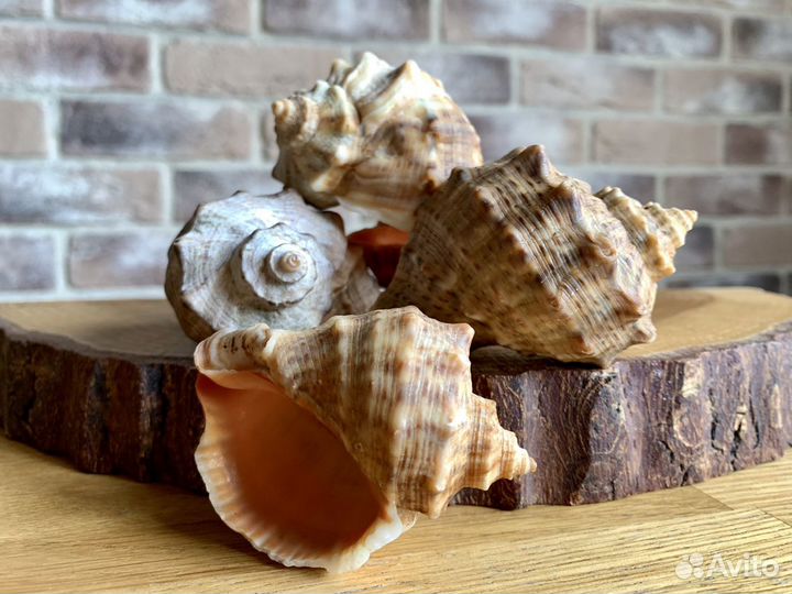 Ракушки раковины рапаны улиток