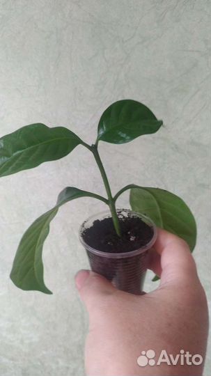 Табернемонтана