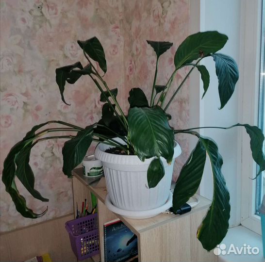 Спатифиллум