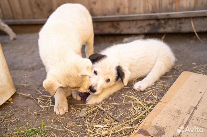 Щенки в беде в добрые руки