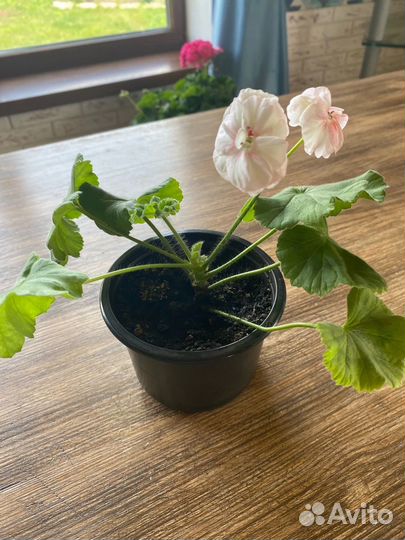 Пеларгония герань