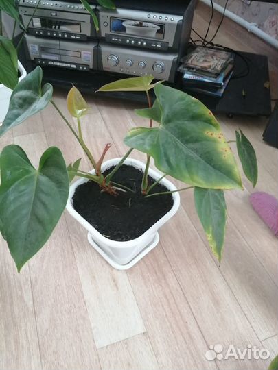 Комнатные цветы