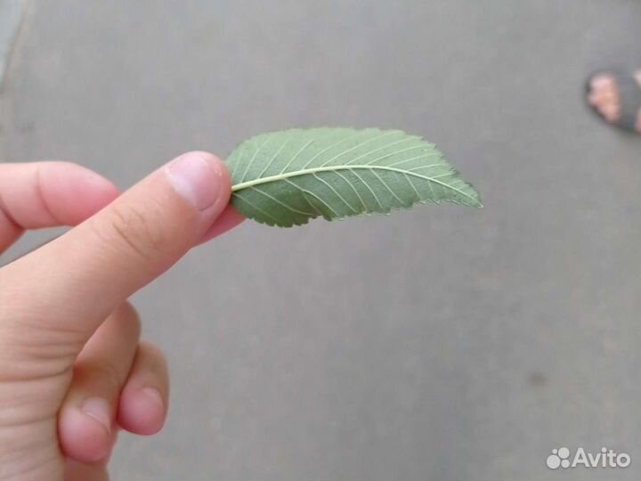 Каланхоэ лечебное