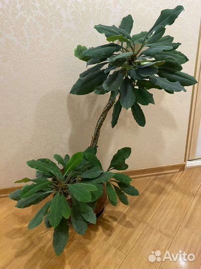 Молочай беложильчатый