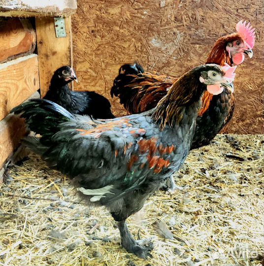 Петухи маран и Ухейилюй, Арераукана, Голошейка