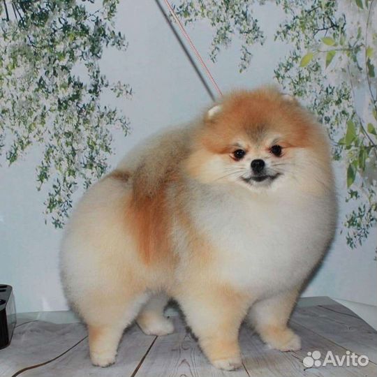 Стрижка померанского шпица