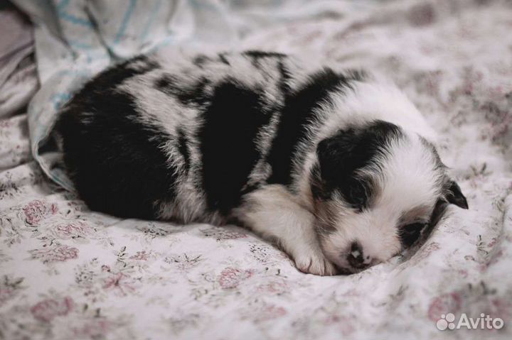 Щенки аусси(австралийская овчарка)