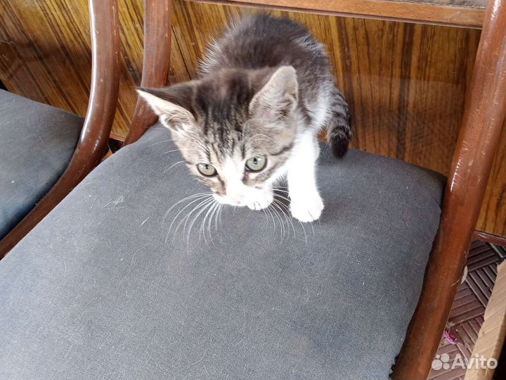 Отдам в добрые руки