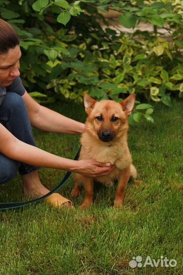 Коротколапый лисенок