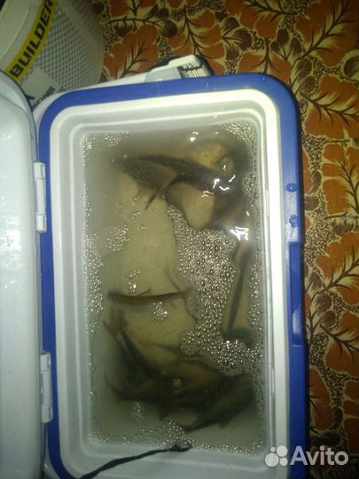 Продажа живца