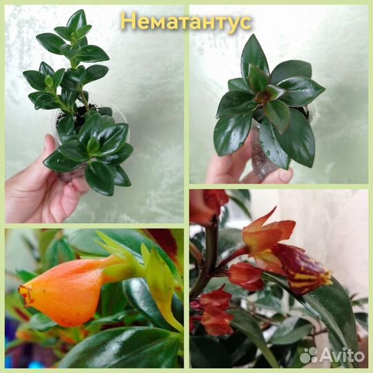 Цветы комнатные