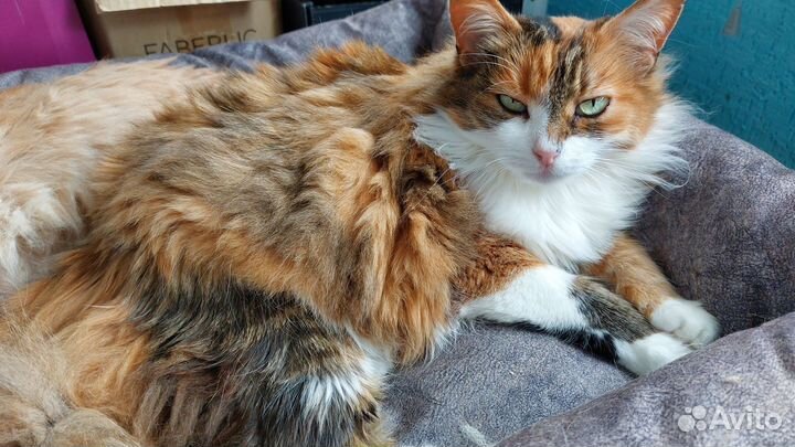 Котики бесплатно