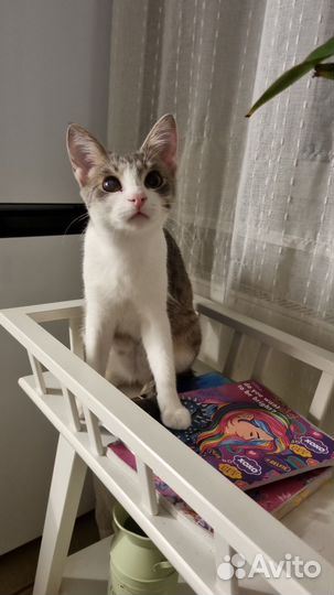 Кошка в дар