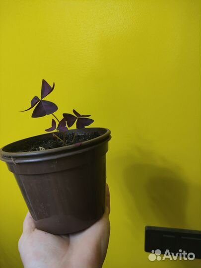 Комнатные растения цветы