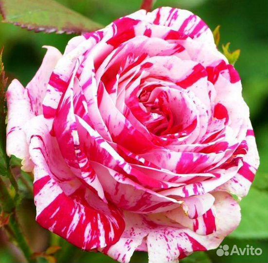 Саженцы роз