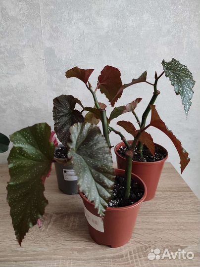 Бегония коралловая