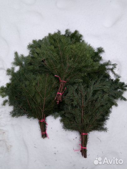 Банный веник: пихта и береза