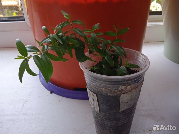 Миртовое дерево