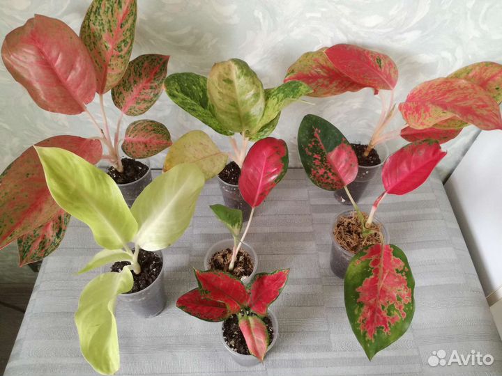 Аглаонемы Фикусы Калатеи Филодендроны Сингониумы