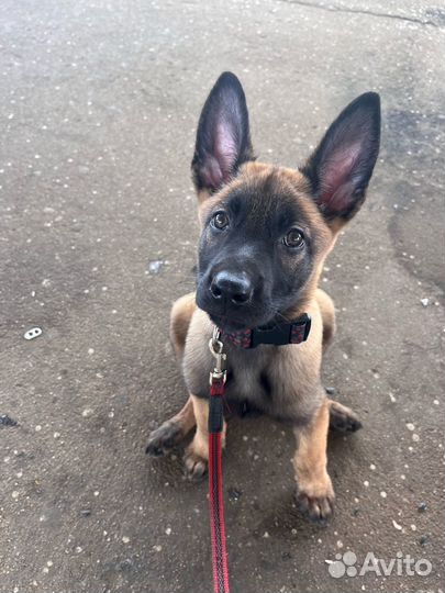 Услуги кинолога