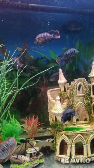 Рыба бирюзовая акара