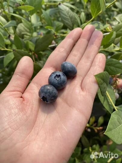Саженцы голубики сорта Легаси 5-летние