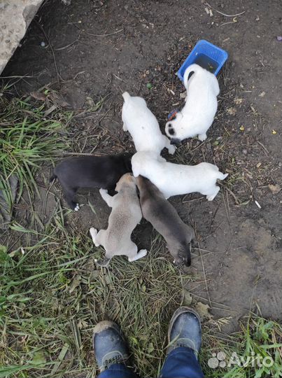 Отдадим щенков в добрые руки