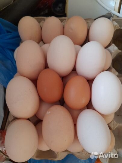 Яйца Крупные двухжелтковые Домашние с Доставкой