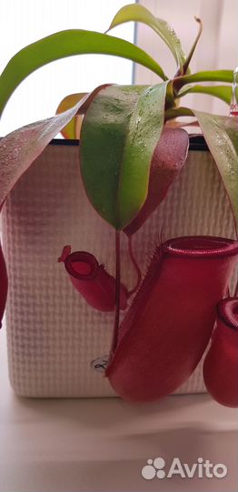 Непентес Кровавая Мэри (лат. Nepenthes Bloody Mary