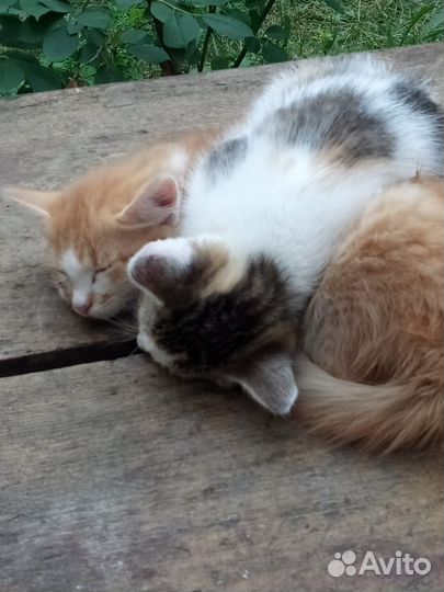 Отдам котят в добрые руки