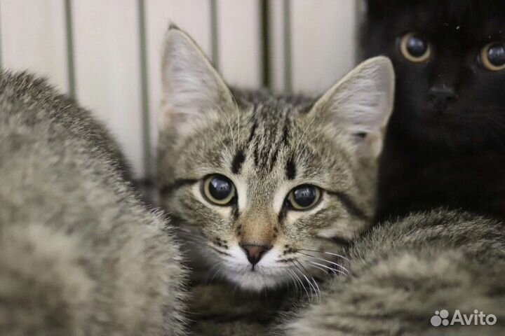 Усатый полосатый малыш